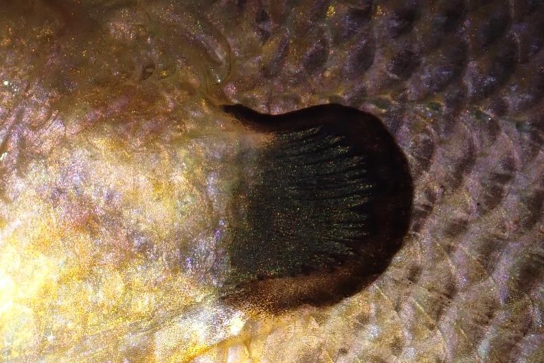 Close up of gill cover of sunfish.  Photo by Daryl Bauer, Nebraska Game & Parks Commission.