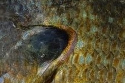 Close up of gill cover of sunfish.  Nebraska Game & Parks Commission photo.