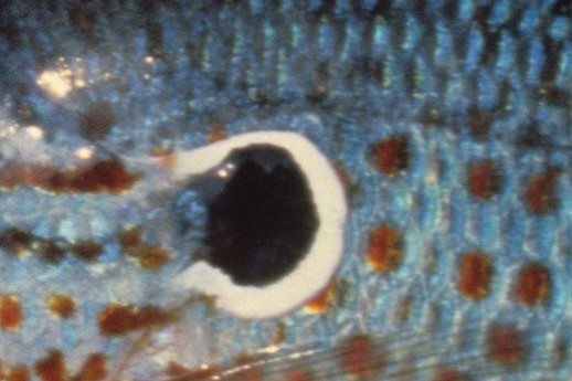 Close up of gill cover of sunfish.  Nebraska Game & Parks Commission photo.