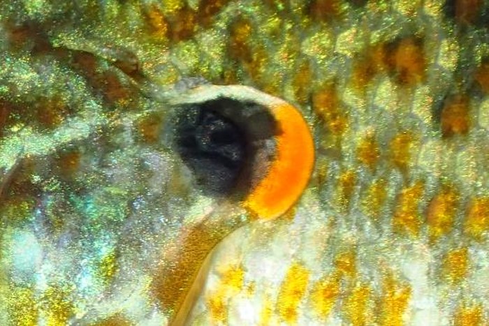 Close up of gill cover of sunfish.  Photo by Daryl Bauer, Nebraska Game & Parks Commission.