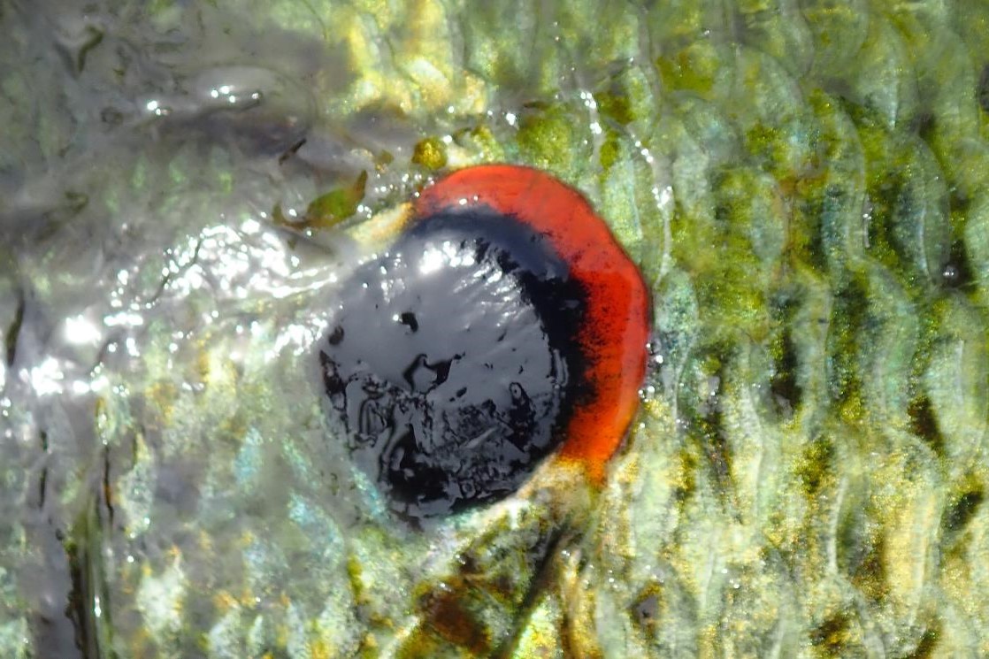 Close up of gill cover of sunfish.  Photo by Daryl Bauer, Nebraska Game & Parks Commission.