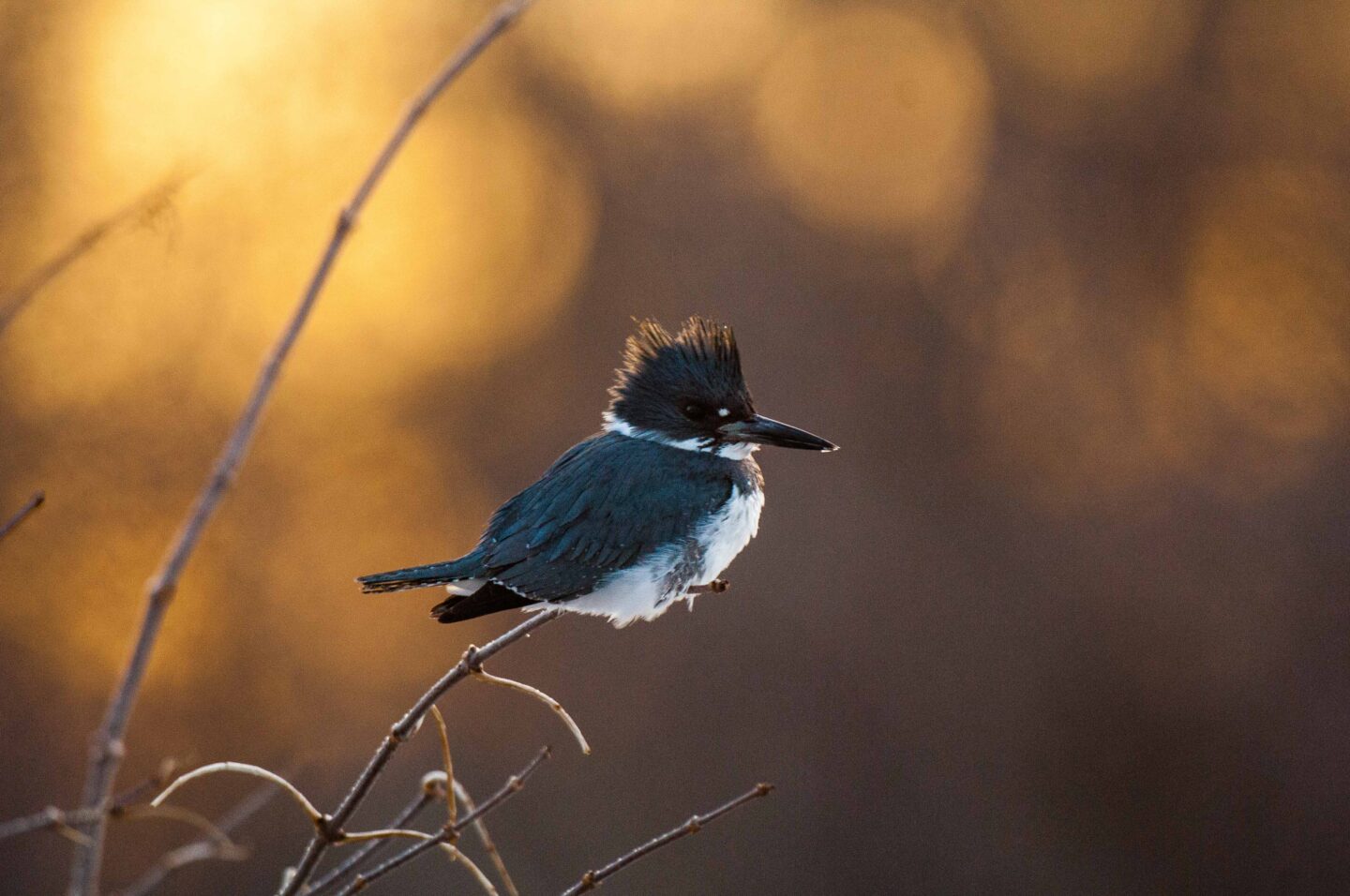 A belted kingfisher sits on a stick in a slough in Hall County.