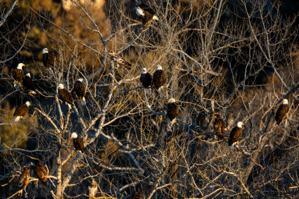 Bald eagles flock to Lake Ogallala during the dead of winter, roosting in trees around the lake and feasting on fish flushed through the dam.