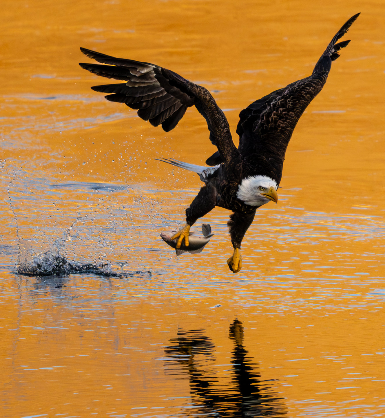 Bald eagles flock to Lake Ogallala during the dead of winter, roosting in trees around the lake and feasting on fish flushed through the dam. Photo by Eric Fowler, Nebraskaland Magazine.