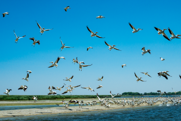 American white pelicans take flight from a sandbar in the Keystone basin.