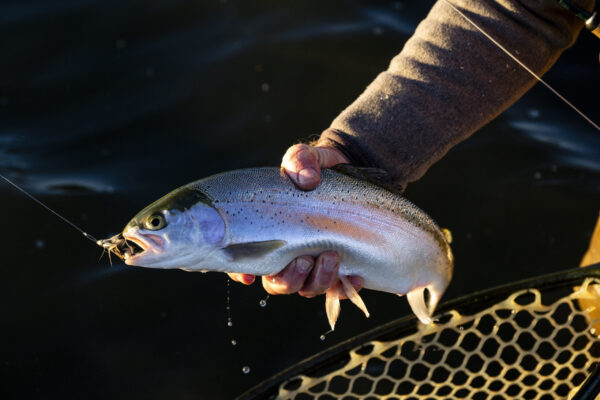 Rainbow trout are thriving in Lake Ogallala following an Aquatic Habitat Program project completed in 2022.