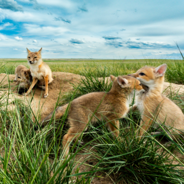 For pups, the area surrounding the swift fox den is all about play, and the occasional snack. Mother, however, keeps a watchful eye for danger.