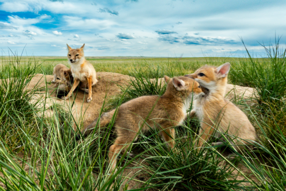 For pups, the area surrounding the swift fox den is all about play, and the occasional snack. Mother, however, keeps a watchful eye for danger.