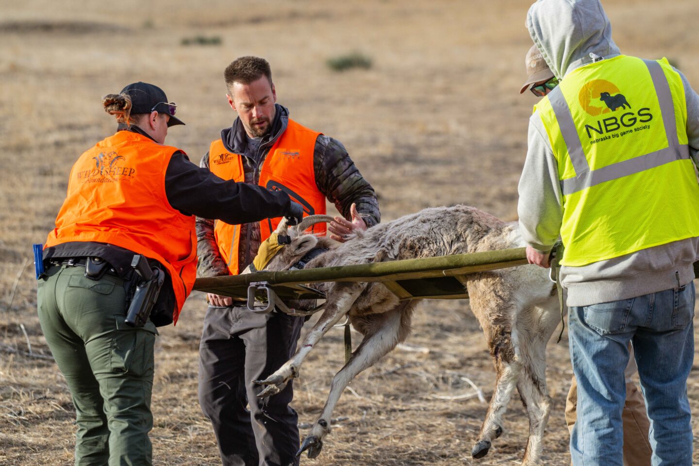 Conservation officer Cassidy Harwood assisting a bighorn sheep capture at Williams Gap Wildlife Management Area in the Wildcat Hills of Banner County. Photo by Justin Haag, Nebraskaland Magazine.