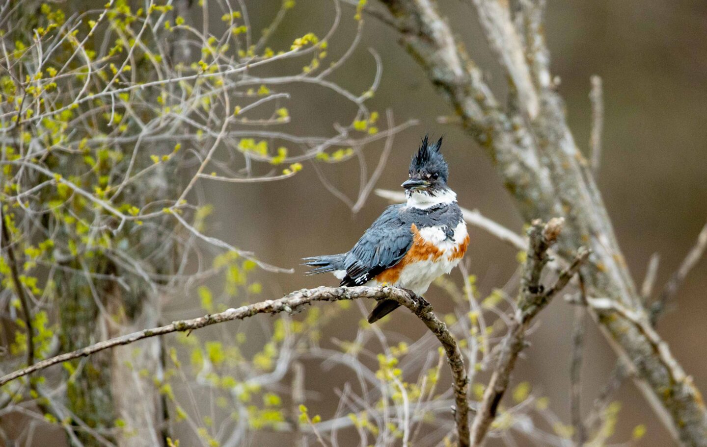 A kingfisher sits on a limb after looking for something to eat on a Cass County pond.
