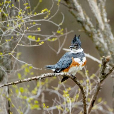 A kingfisher sits on a limb after looking for something to eat on a Cass County pond.
