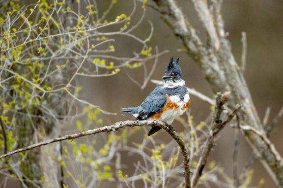 A kingfisher sits on a limb after looking for something to eat on a Cass County pond.