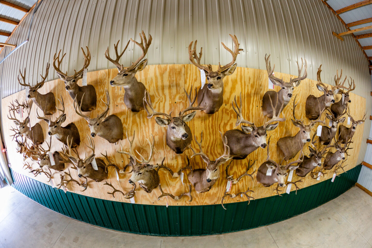 Deer and other illegal animals are on display from Operation No Trace, a poaching case in Nebraska. Photo by Jeff Kurrus, Nebraskaland Magazine.
