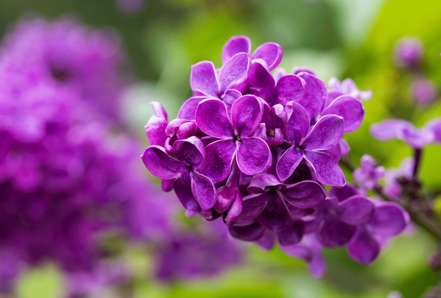 Purple lilac blooms