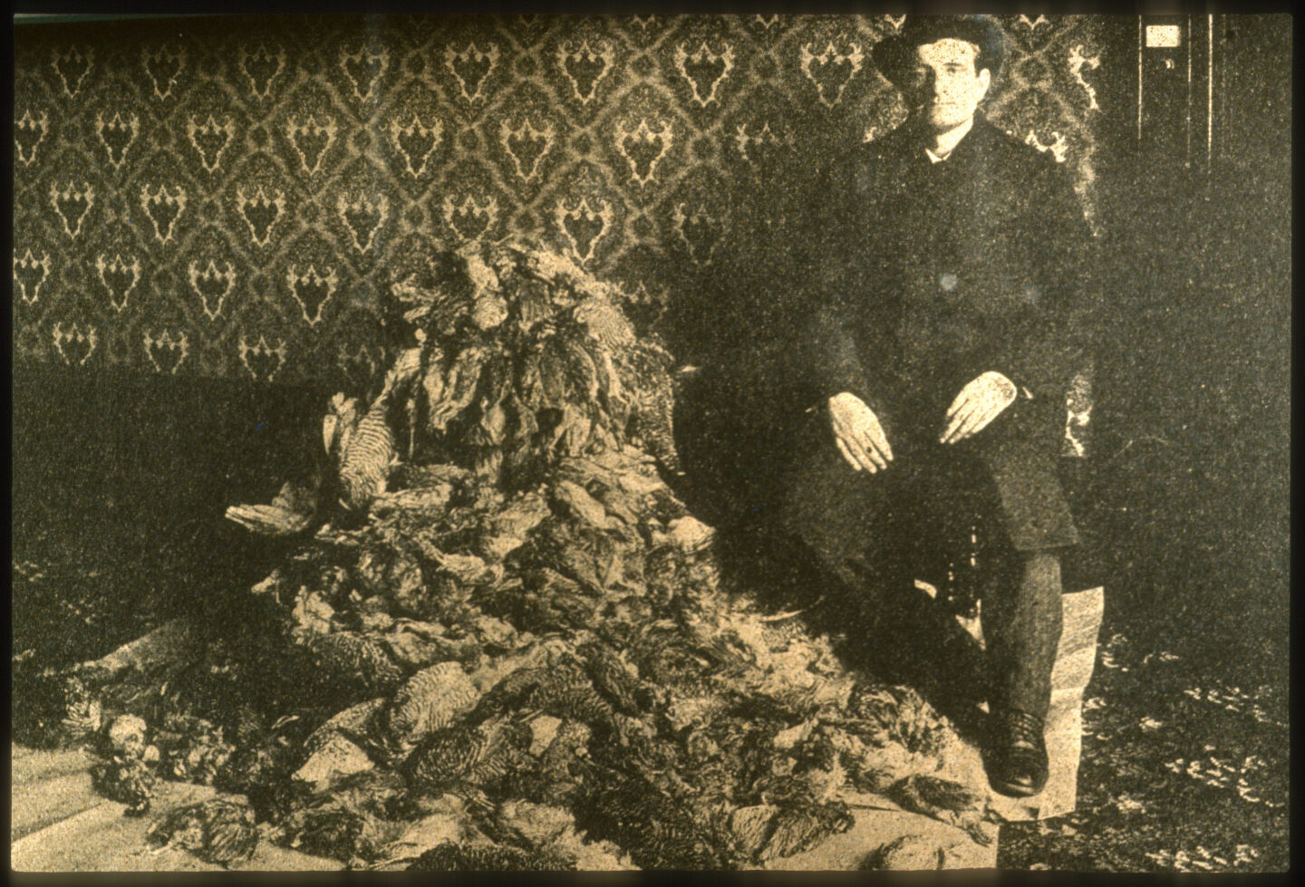 Seizure of Game from the American Express Railway Company, 537 Quail, 36 Prairie Chicken, by Deputy Carter, December 12, 1902. George Carter was one of the original four deputy game wardens in Nebraska. This photo appeared in the 1901-1902 Annual Report of the Game and Fish Commission, between pages 12-13. [This version scanned from a mounted 35 mm copy slide. Law Enforcement Slide Show #9.] Photographer unattributed. Copyright Nebraska Game and Parks Commission
