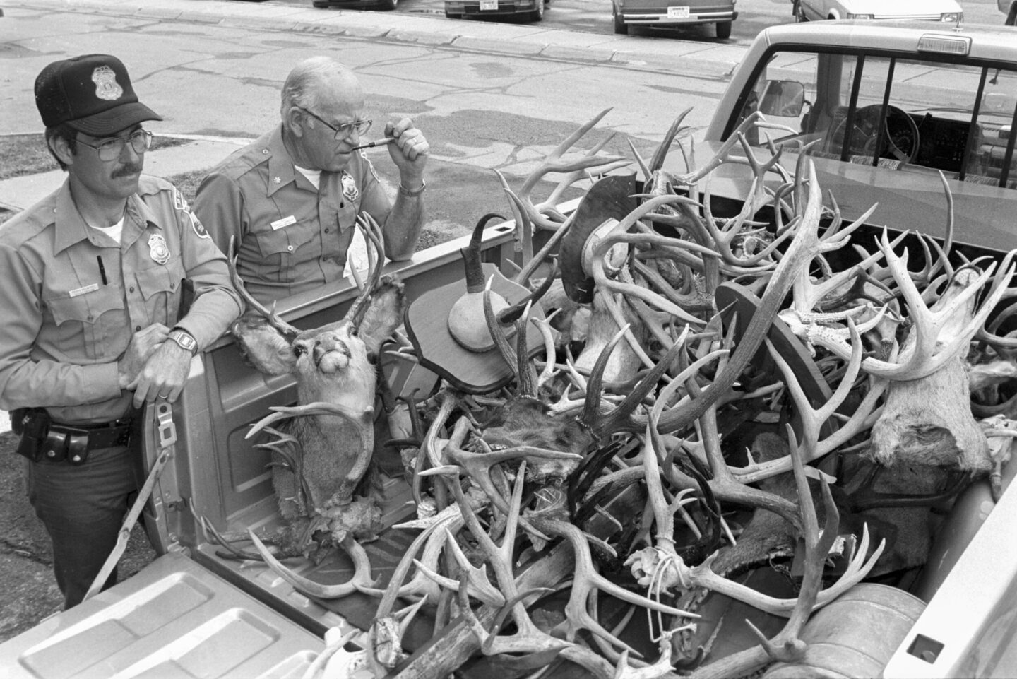 Antlers, horns, and mounts confiscated from Dale Kokes of Grand Island. Ken Bouc, March 1989. Copyright Nebraskaland Magazine/Nebraska Game and Parks Commission.