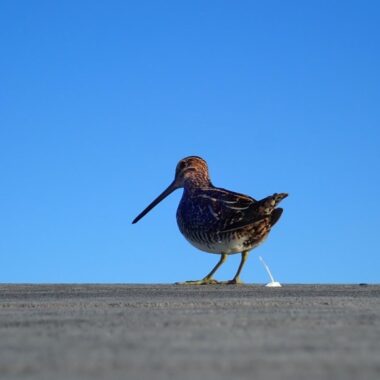Wilson's snipe on top of viewing blind. Photo by Daryl Bauer, Nebraska Game & Parks Commission.
