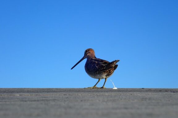 Wilson's snipe on top of viewing blind. Photo by Daryl Bauer, Nebraska Game & Parks Commission.