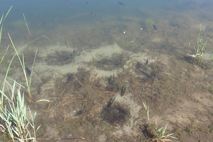 Bluegill spawning beds in shallow water. Photo by Daryl Bauer, Nebraska Game & Parks Commission.