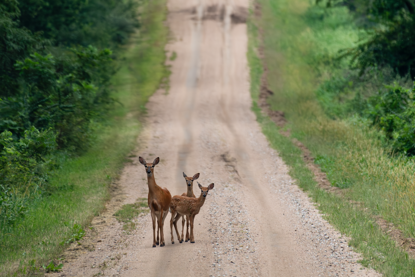 A white-tailed doe and her fawns stand in the middle of the road between the park and the adjacent Alexandria Wildlife Managment Area.