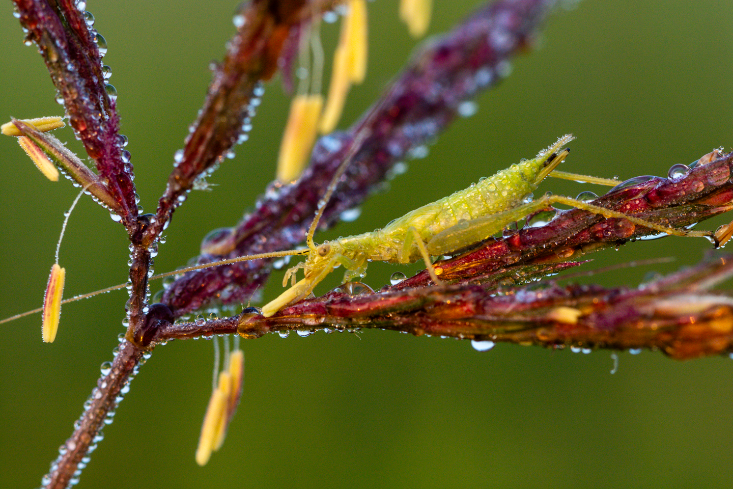 A tree cricket feeds on a big bluestem anther.