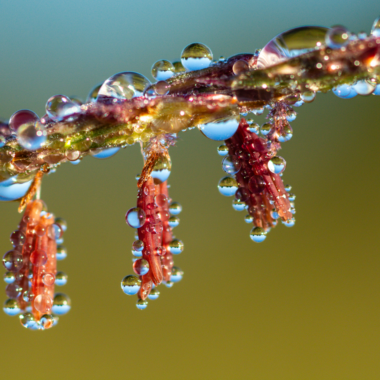 Big bluestem flowers covered in morning dew.