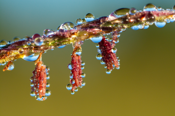 Big bluestem flowers covered in morning dew.
