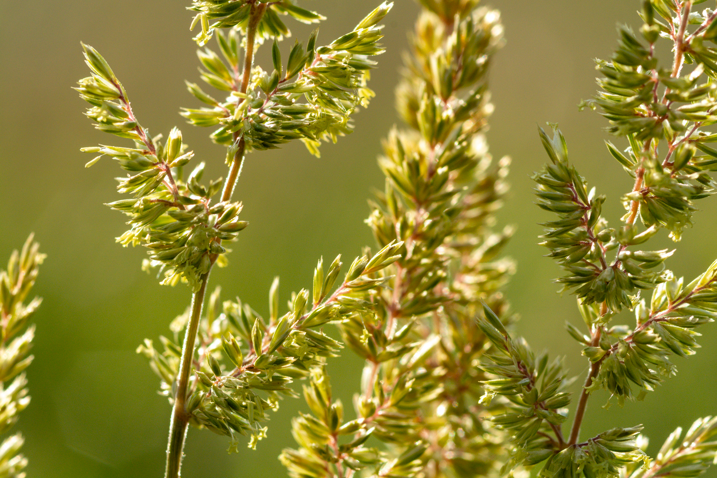 Junegrass in full bloom has inconspicuous flowers, but a subtle beauty.