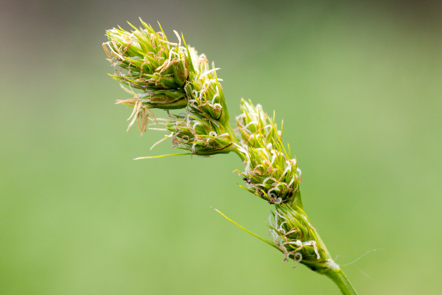 Plains oval sedge