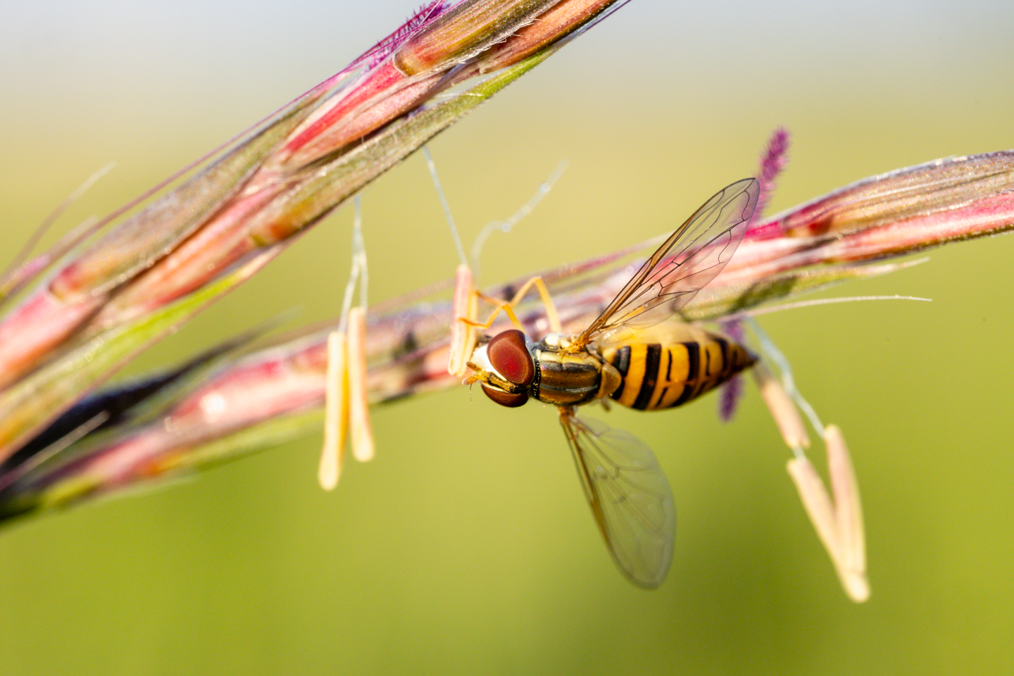A hover fly feeds on pollen from a big bluestem anther.