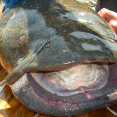 Closeup of mouth and head of flathead catfish.