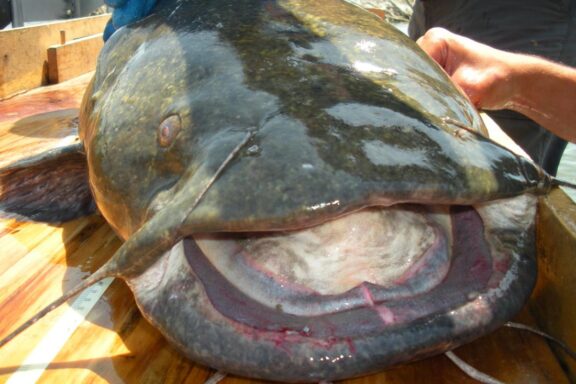 Closeup of mouth and head of flathead catfish.