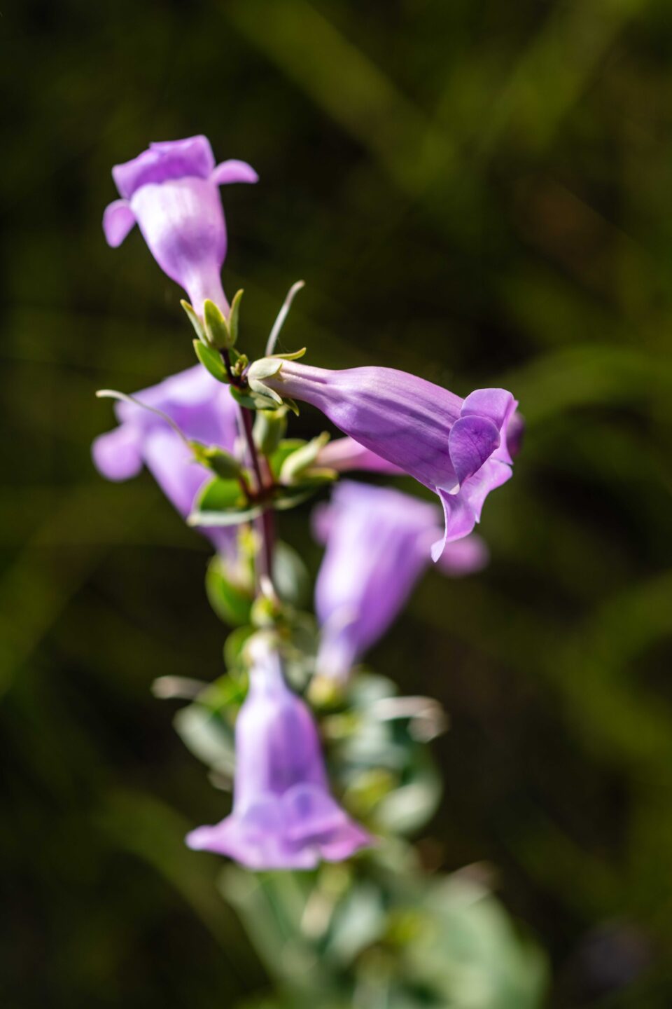 Shell-leaf penstemon blooms at Fort Robinson State Park.