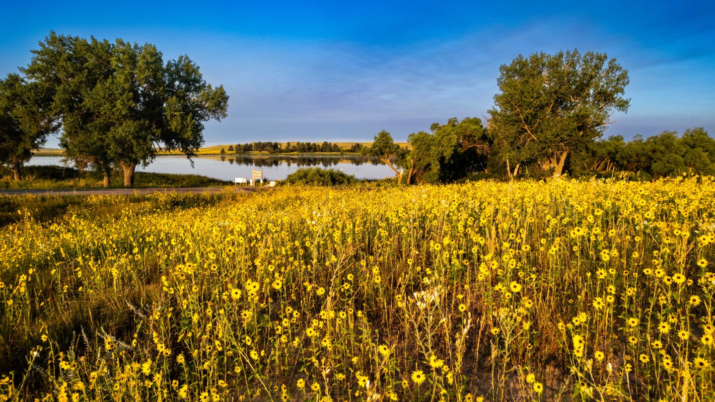 Prairie sunflowers greet visitors to Smith Lake Wildlife Management Area.