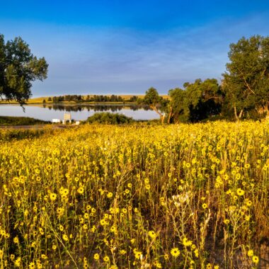 Prairie sunflowers greet visitors to Smith Lake Wildlife Management Area.