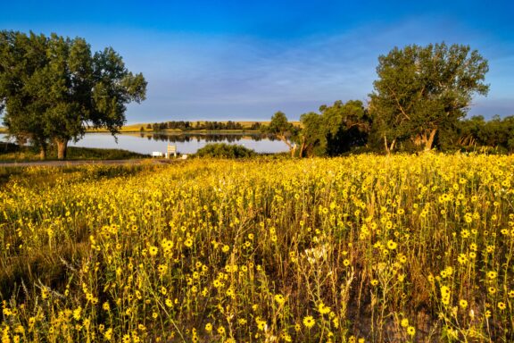 Prairie sunflowers greet visitors to Smith Lake Wildlife Management Area.