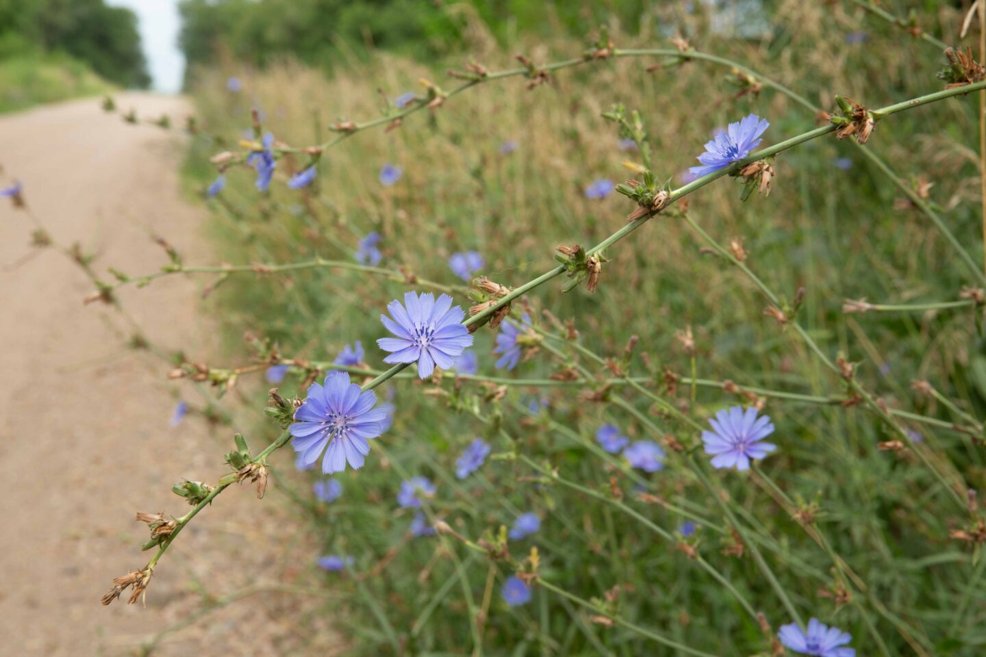 Common chicory (Cichorium intybus) at Memphis State Recreation Area.