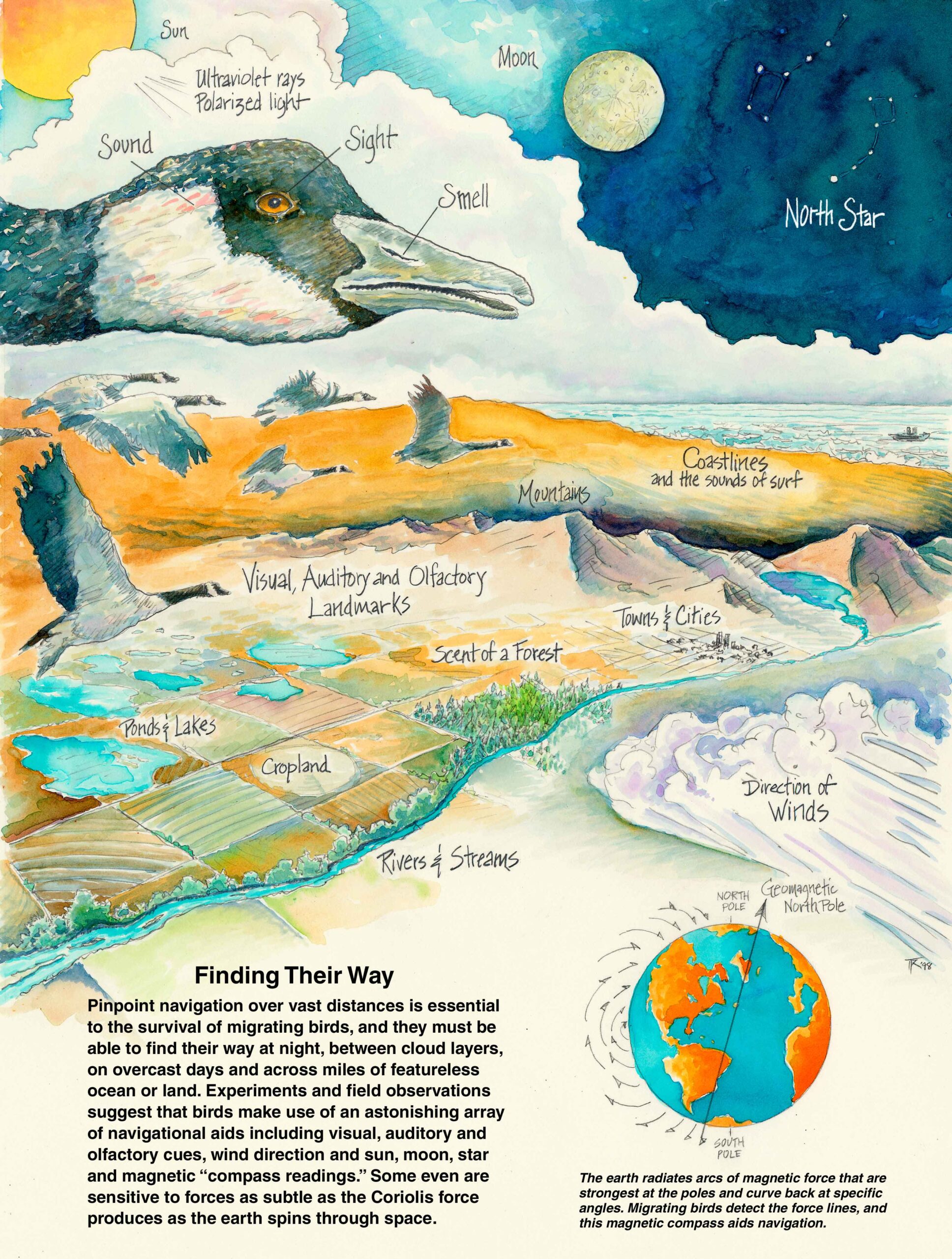 Pencil and watercolor illustration explaining the mystery 
of waterfowl migrations. 