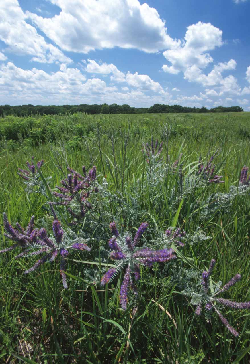leadplant (Amorpha canescens)