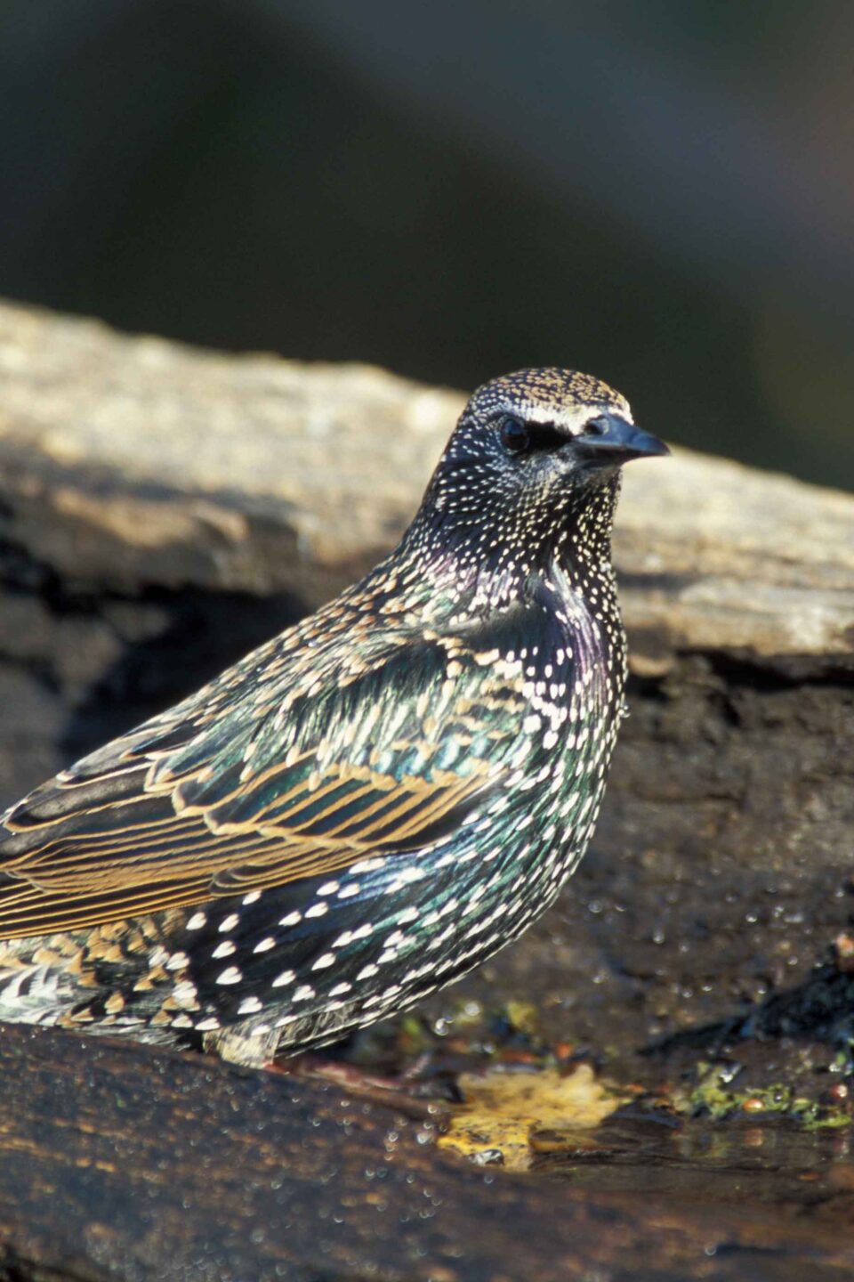 European starling.