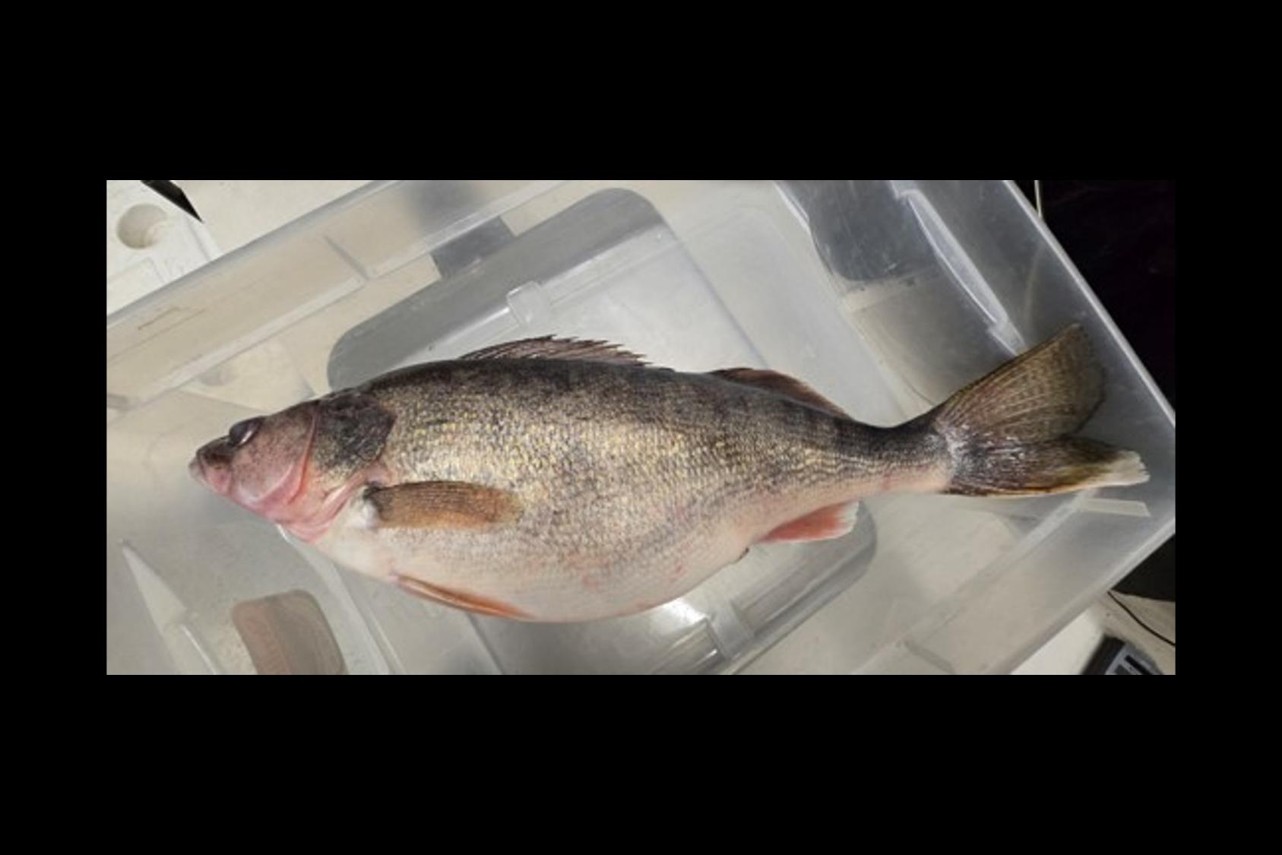 Saugeye laying flat on scale.  Photo by Daryl Bauer, Nebraska Game & Parks Commission.