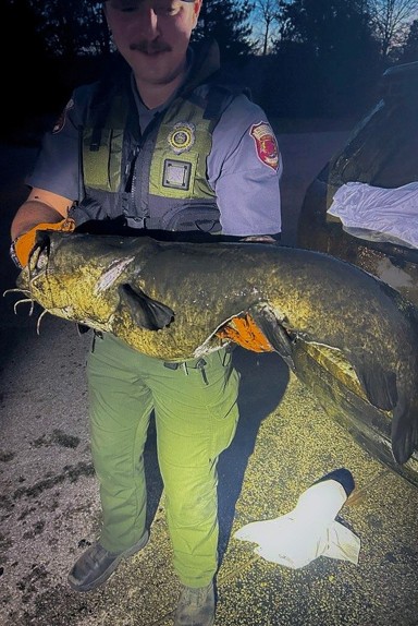 Conservation officer holding flathead catfish.