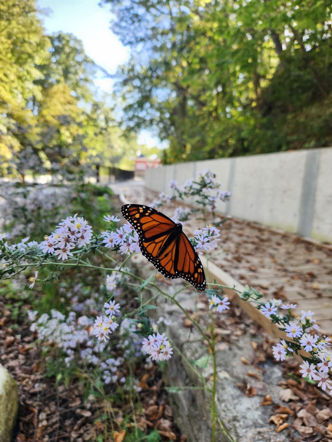 Asters bloom into October and support pollinators at the end of the season.
