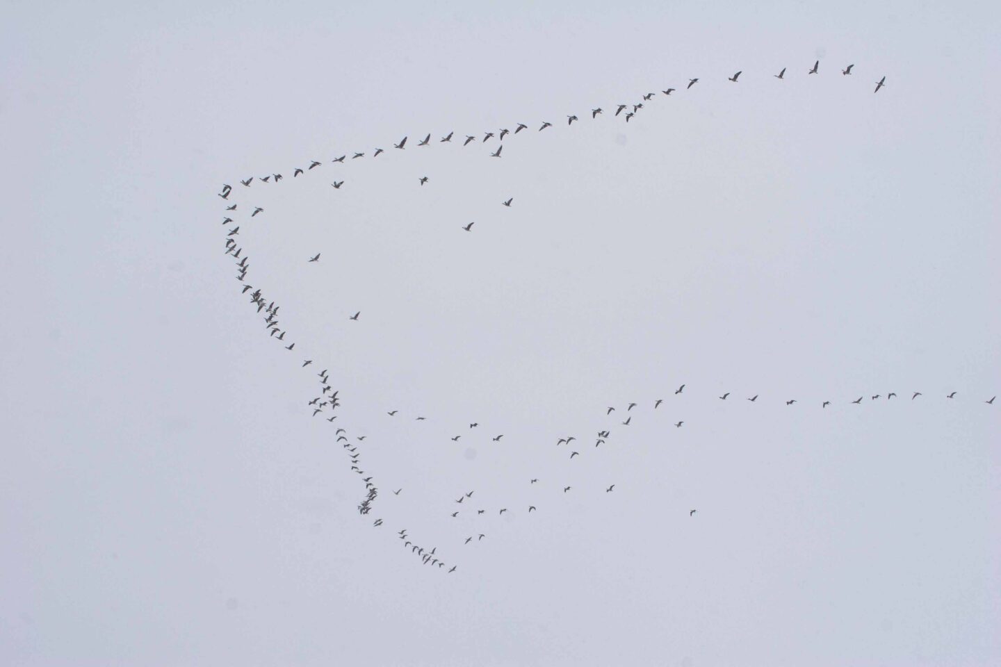 Canada geese and snow geese flying in formation.