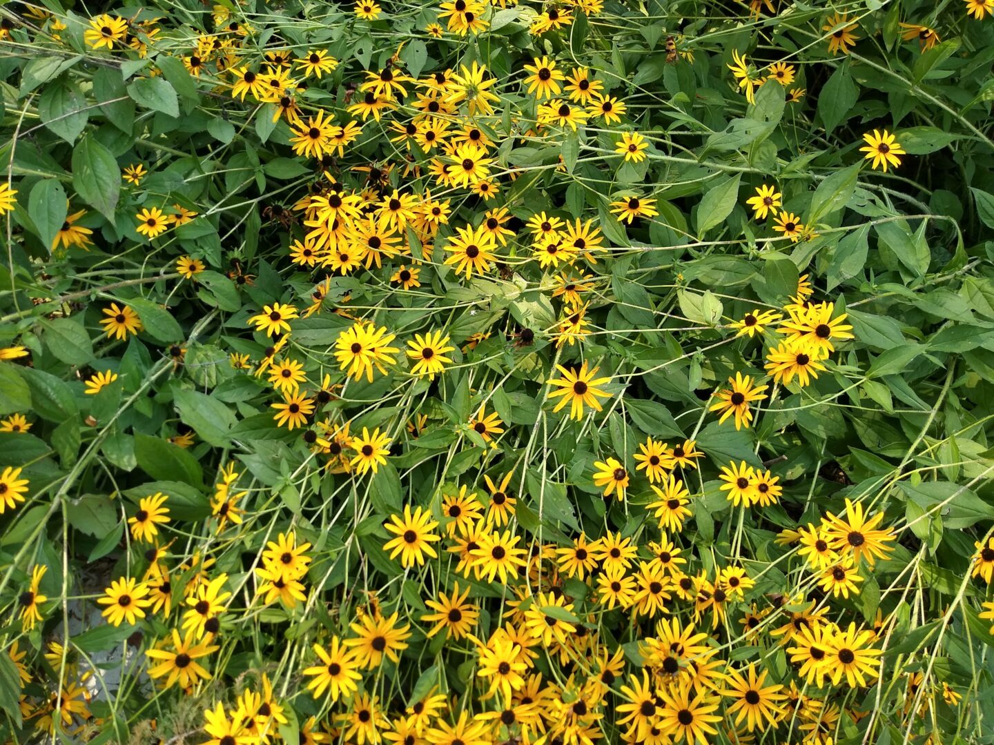 Black-eyed Susans spread readily and are an excellent late season food source for pollinators.