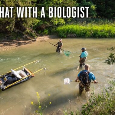Fisheries biologists in stream capturing fish with electrofishing gear.