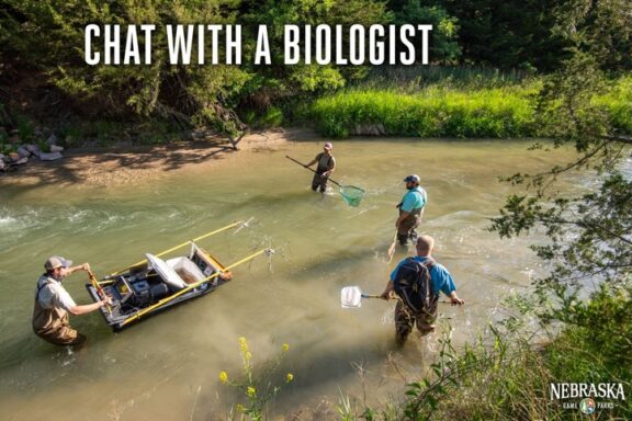 Fisheries biologists in stream capturing fish with electrofishing gear.