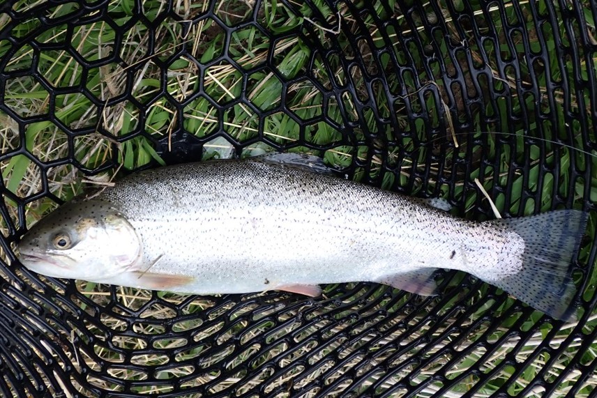 Cutbow trout laying in landing net.