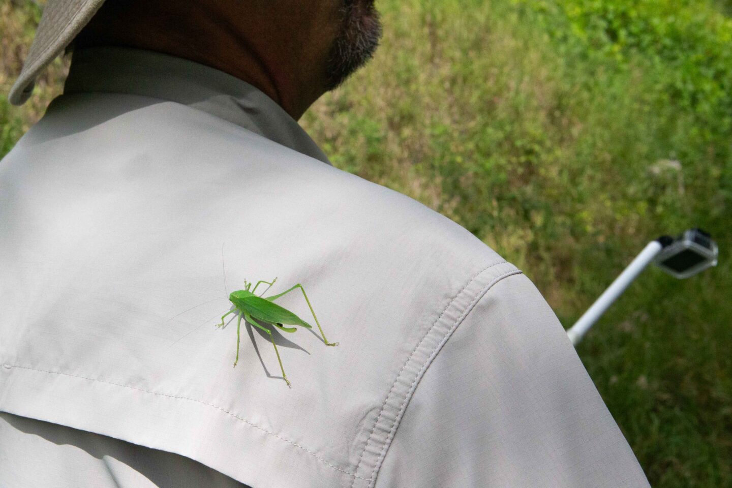 A katydid hitches a ride on a person’s shoulder near Fort Robinson State Park.