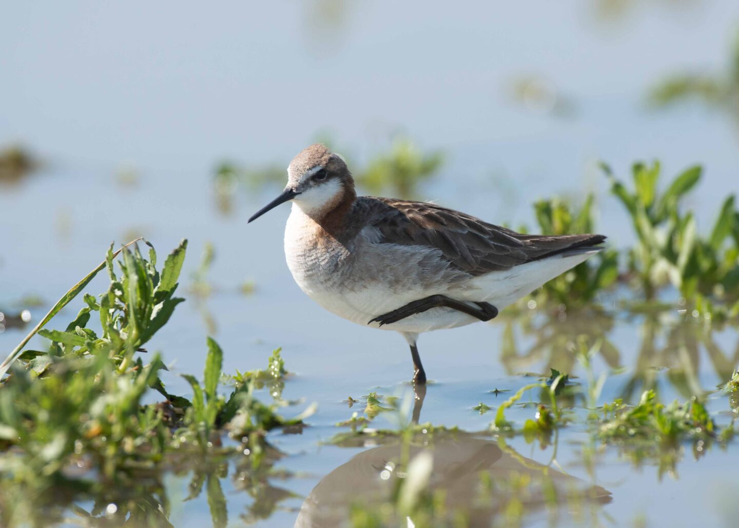 Wilson’s phalaropes